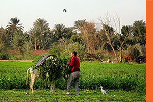 SDG15