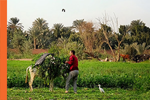 SDG15