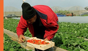 SDG12