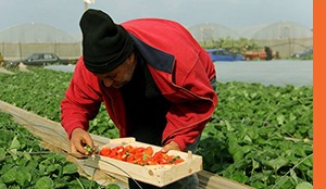 SDG12